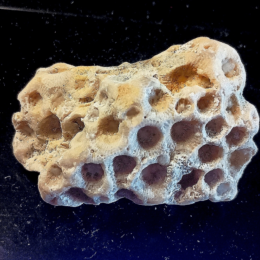 Petoskey Stone A beautiful fossil and great find.